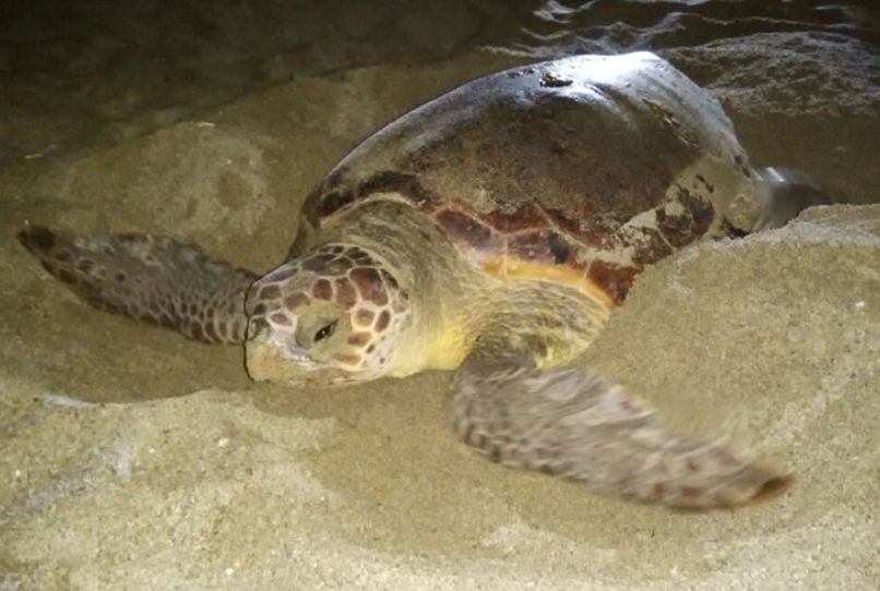 Eντόπισαν μια χελώνα καρέτα καρέτα ξημερώματα, στη Σητεία!(pics)