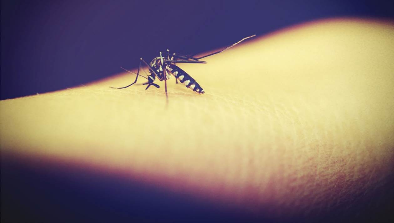 «Εισβολή» κουνουπιών στην Κρήτη - Εφιαλτικές οι εκτιμήσεις για το καλοκαίρι