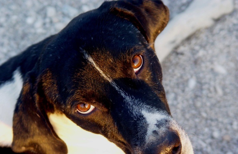 Ηράκλειο: Ασυνείδητος αφαίρεσε τα γεννητικά όργανα σκύλου!