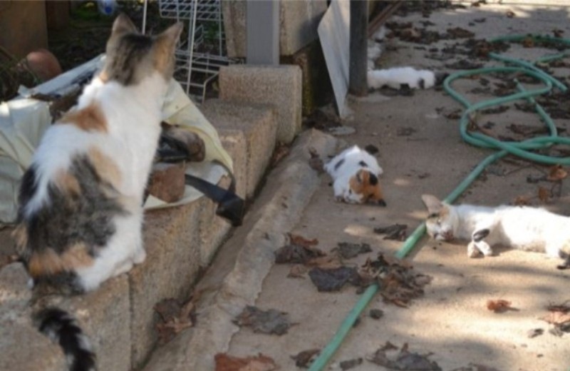 Χανιά: Μαζική δηλητηρίαση αδέσποτων ζώων - Πυροβόλησαν σκύλο στο μάτι! (pics)