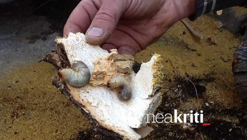 Τριακόσιες μουριές προσβλήθηκαν από επικίνδυνο έντομο στο Ηράκλειο