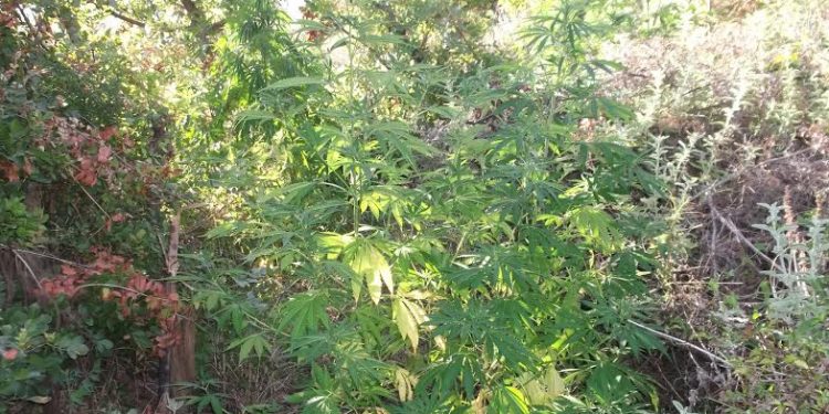 Ηράκλειο: Καλλιεργούσε δενδρύλλια κάνναβης