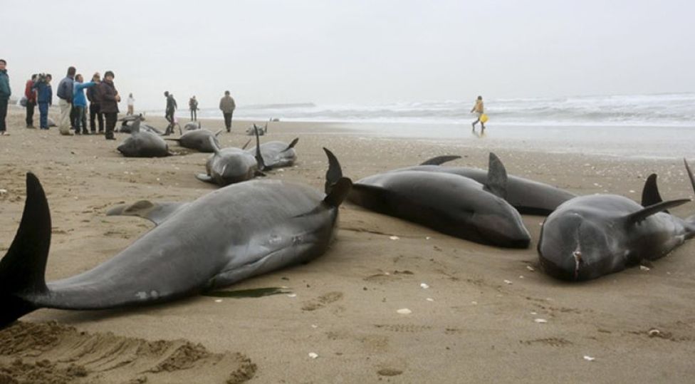 Βίντεο: 150 δελφίνια ξεβράστηκαν στις ακτές της Χοκότα στην Ιαπωνία