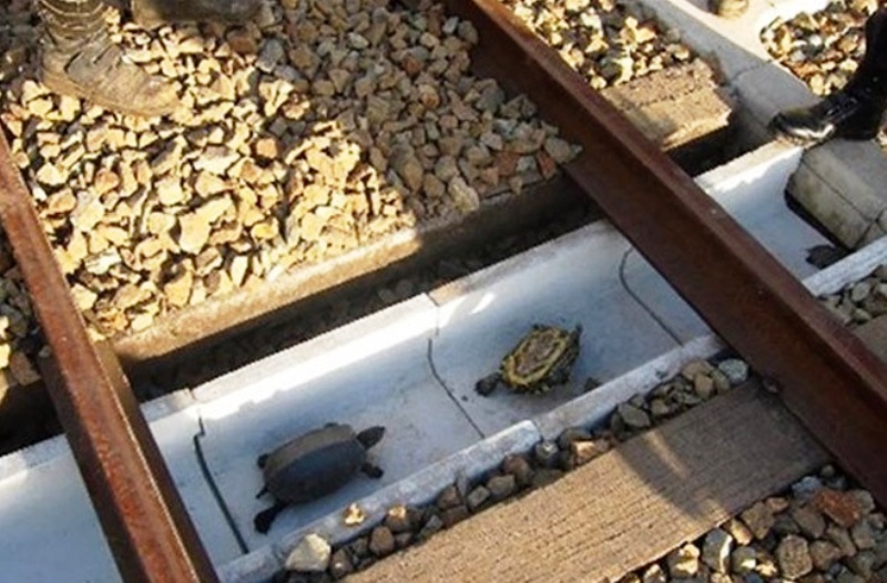 Αυτές είναι οι σήραγγες για χελώνες που κατασκευάζουν στην Ιαπωνία