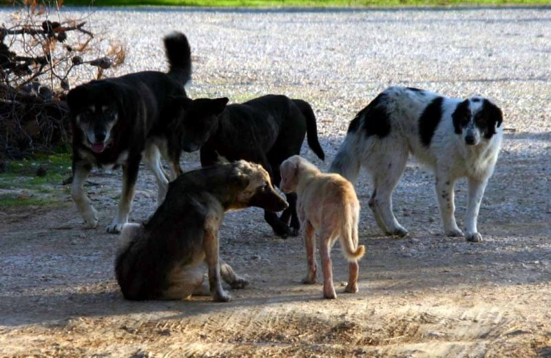 Αδέσποτα σκυλιά κατασπάραξαν 30 πρόβατα στο Γιούχτα
