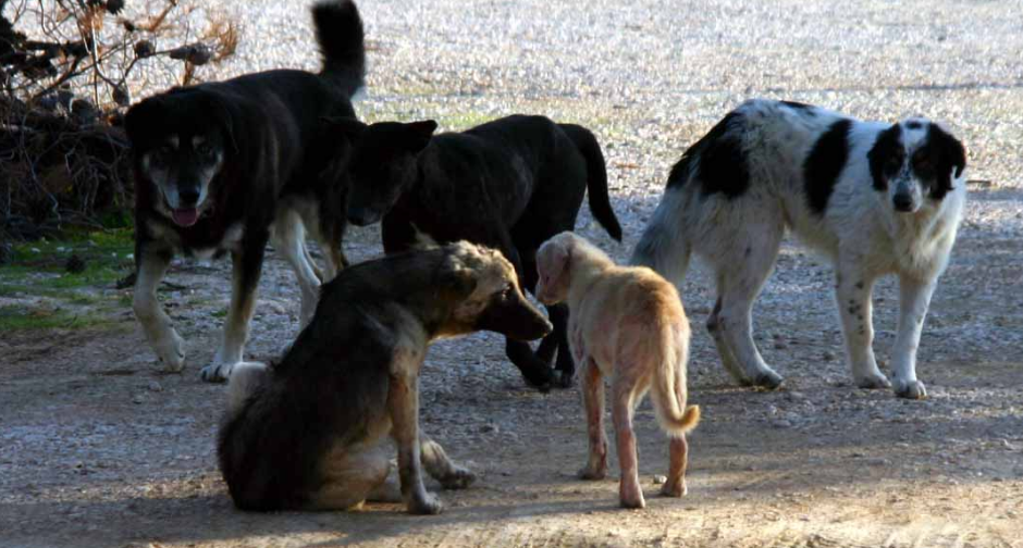 Αυγενάκης: «Κίνδυνος για τους πολίτες τα αδέσποτα ζώα στο Ηράκλειο» 