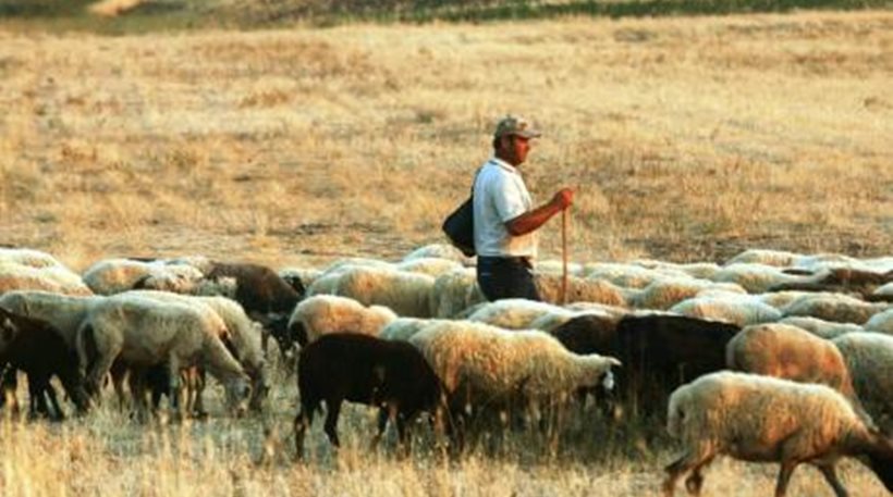 Σε απόγνωση οι κτηνοτρόφοι της Κρήτης - Έτοιμοι για κινητοποιήσεις