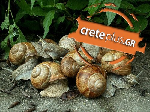 Θέμα CretePlus.gr: Καταγγελία για λαθροθήρες των... σαλιγκαριών!