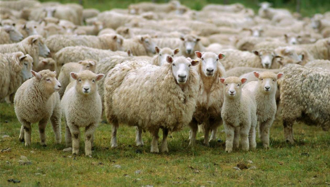 Έκλεψαν 100 πρόβατα στον Aχεντριά για τον... οβελία