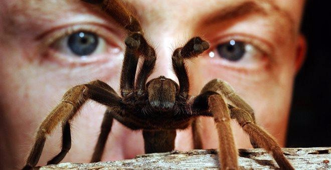 Δηλητήριο θανατηφόρας αράχνης βοηθάει μετά το εγκεφαλικό