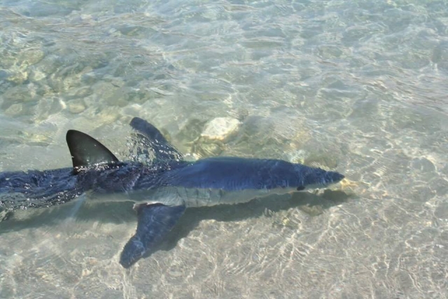Κρήτη: Ο καρχαρίας δε λέει να φύγει από την... παραλία (φωτο)