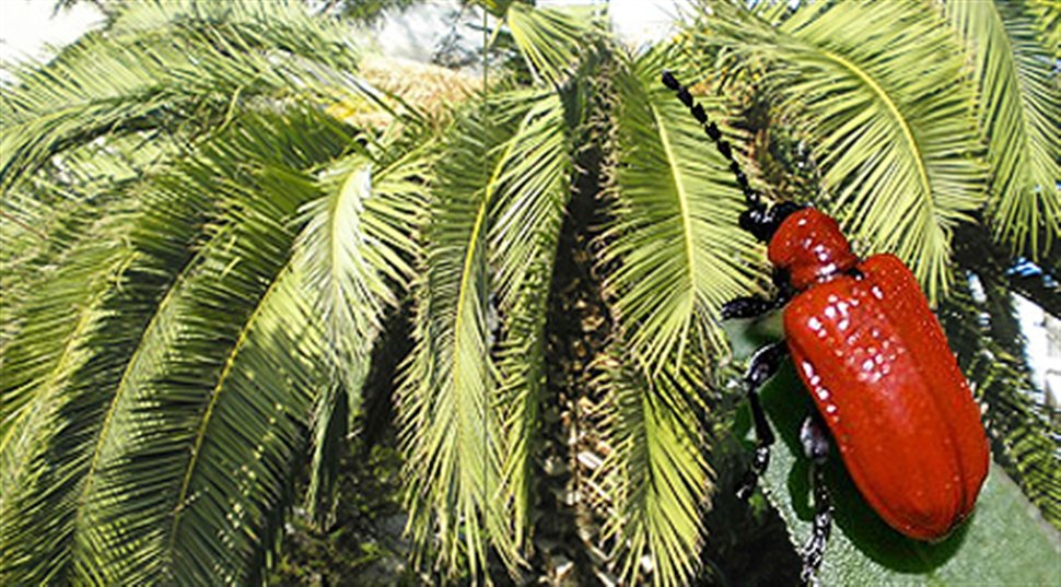 Φοινικόδασος στο Βάι: Μεγάλη ανησυχία για το κόκκινο σκαθάρι που έχει εισβάλλει στο δάσος...