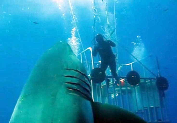 Κατέγραψαν σε βίντεο τον μεγαλύτερο λευκό καρχαρία στον κόσμο (vid)