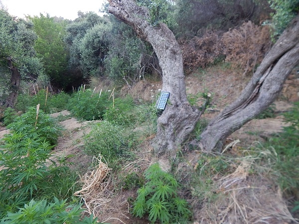 Κρήτη: Εκατοντάδες χασισόδεντρα και τέσσερις συλλήψεις (φωτο)