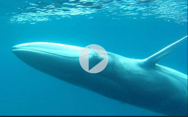 Κάμερα κατέγραψε για πρώτη φορά απίστευτα σπάνια φάλαινα (vid)  