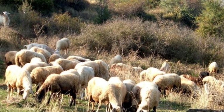 Αύξηση κατά 16 εκ. ευρώ για την Κρήτη στην Βιολογική κτηνοτροφία