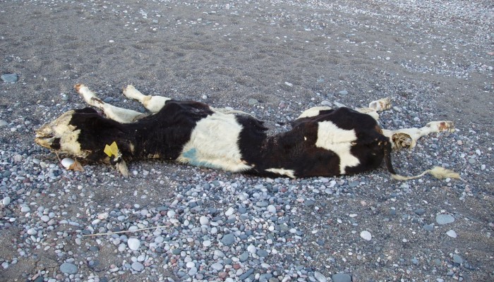 Νεκρή αγελάδα ξεβράστηκε σε παραλία της Κρήτης