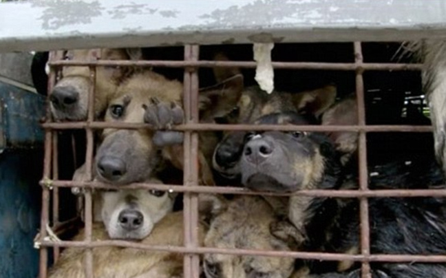 Ζωόφιλη Δράση- Καταγγελία για παράνομη εμπορία σκυλιών 
