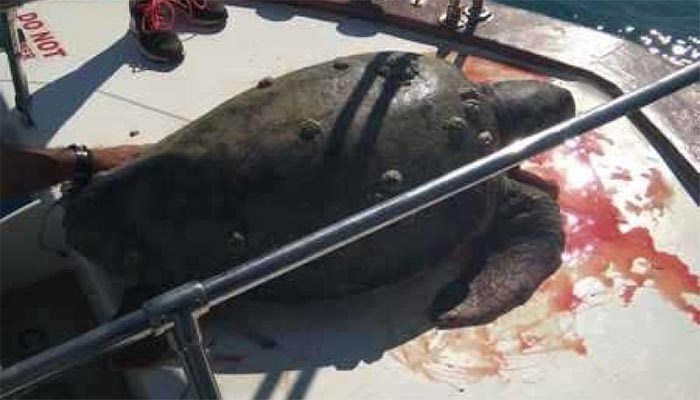 Τι σκοτώνει τις χελώνες στον κόλπο της Ελούντας; Συνεχίζονται τα περιστατικά... (vid)