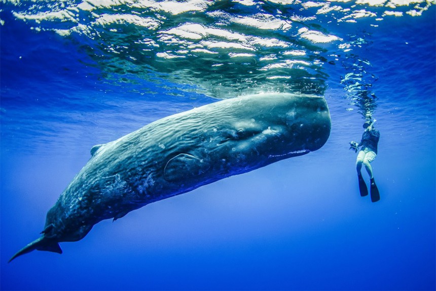 Πώς τα κρουαζιερόπλοια «απειλούν» με εξαφάνιση τις φάλαινες στην Ελλάδα