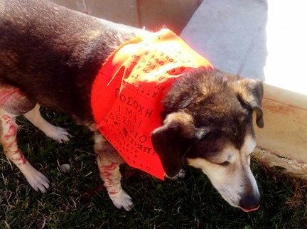 Βρέθηκε σκύλος στην πλατεία Κορνάρου - Αναζητούνται οι ιδιοκτήτες
