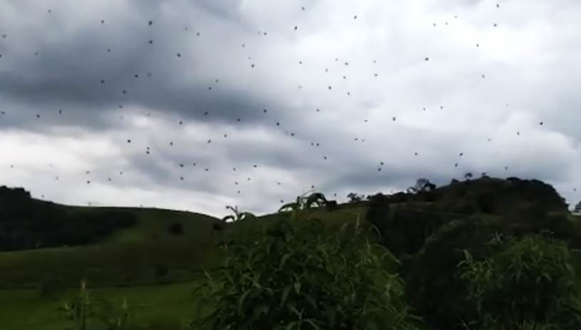 «Βρέχει» αράχνες στη Βραζιλία 