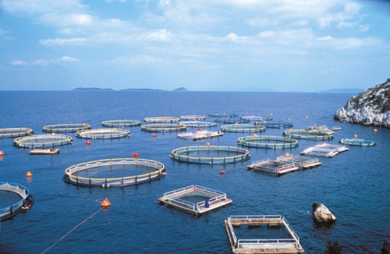 Τμήματα Τεχνολογίας Αλιείας-Υδατοκαλλιεργειών