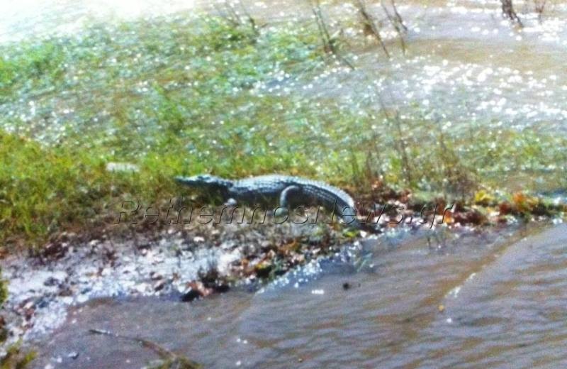 Αυτός είναι ο κροκόδειλος που κάνει... βόλτα στο Φράγμα των Ποταμών στο Ρέθυμνο! (pic)