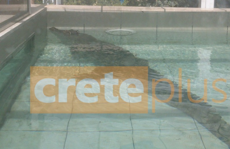 ΑΠΟΚΛΕΙΣΤΙΚΟ: Το CretePlus.gr παρουσιάζει τον πιο διάσημο κροκόδειλο του Ηρακλείου (pics)