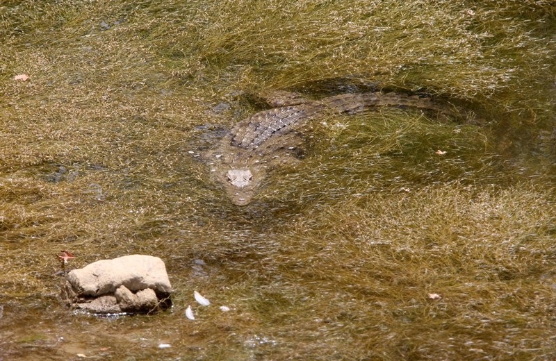 Καρέ- καρέ οι εμφανίσεις του κροκόδειλου μεσα στο νερό- Πλήθος κοσμου παρακολουθεί απο κοντά την επιχείρηση (pics)