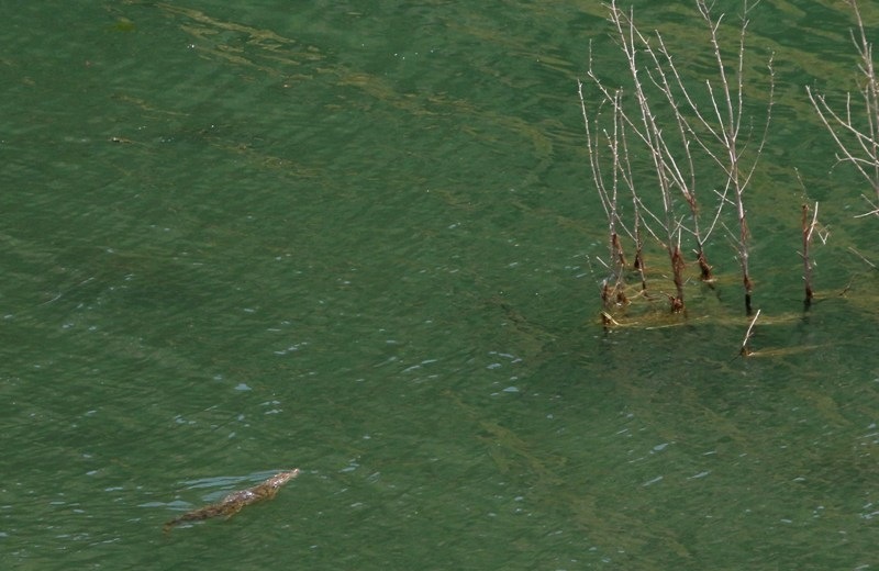 Άπιαστος ο κροκόδειλος που έχει προκαλέσει "κύμα" τουριστών  στο Φράγμα-Νέα σύσκεψη για αποφάσεις