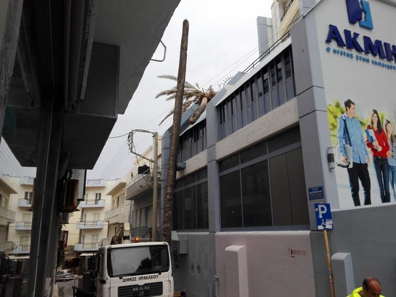 Ο ισχυρός άνεμος έριξε το φοίνικα στο κέντρο του Ηρακλείου- Προσοχή συνιστάται σε πεζούς και οδηγούς 