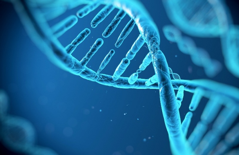 Μόλις το 8,2% του ανθρώπινου DNA είναι λειτουργικό
