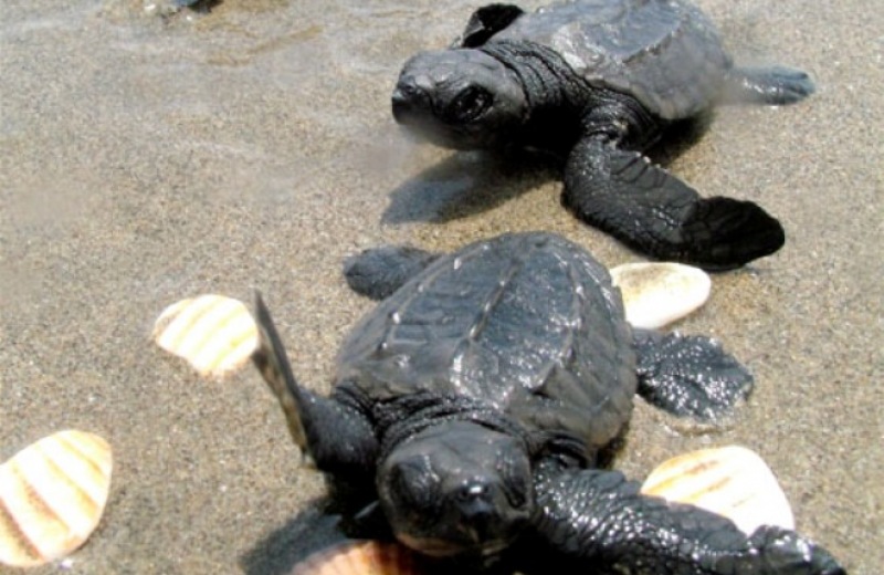 Τα πρώτα χελωνάκια του 2014 έτρεξαν προς το Λυβικό Πέλαγος