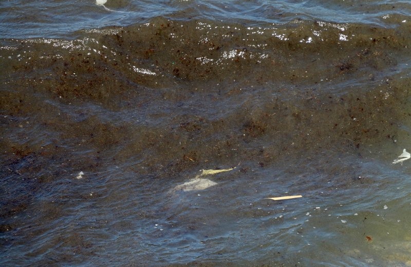 Γέμισε με λύματα ο κόλπος του Δερματά- Δεύτερο κρούσμα ρύπανσης στο Ηράκλειο (pics)