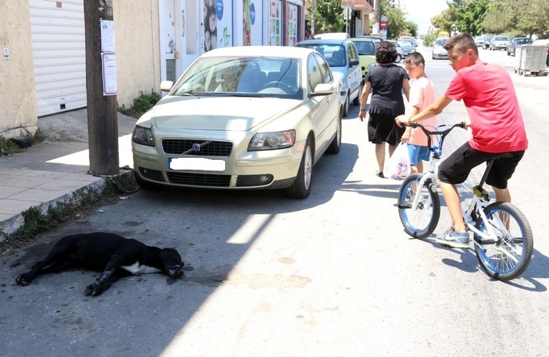 Ασυνείδητος δηλητηρίασε με φόλα σκύλο στη Νέα Αλικαρνασσό – Σκληρές εικόνες (pics)