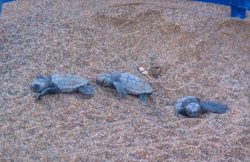Η Κρήτη «παίρνει την πρωτιά » στα γεννητούρια της χελώνας Caretta caretta