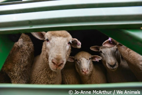 Τα πρόβατα ήταν κρυμμένα στο φορτηγό- Δύο συλλήψεις 