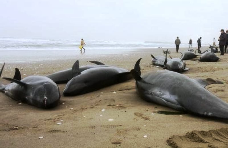 Πάνω από 150 δελφίνια ξεβράστηκαν στις ακτές της Ιαπωνίας