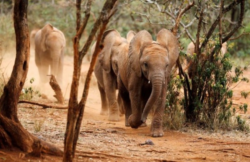 Σκότωσαν 100.000 ελέφαντες σε τρία χρόνια