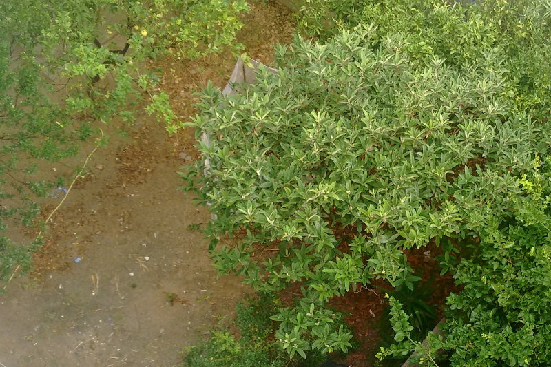 «Πότισε το χώμα» η καλοκαιρινή βροχή στο Ηράκλειο-Τι καιρό θα κάνει σήμερα (pics)