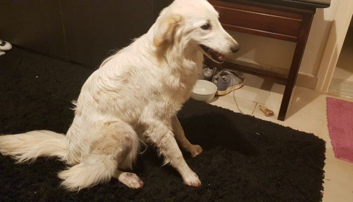 Καταγγελία: Αυτοκίνητο έσερνε σκυλί με σχοινί στον κόμβο της Σούδας