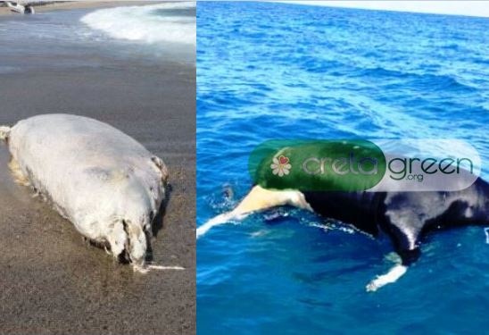 Από φάλαινες ως... αγελάδες στις παραλίες της Κρήτης- Τι έχει «ξεβράσει» η θάλασσα κατά καιρούς (pics+vid)