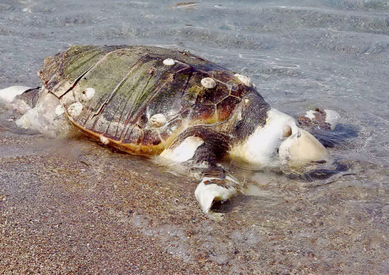 Δύο χελώνες καρέτα-καρέτα νεκρές σε παραλία στη νότια Κρήτη - Θλιβερό θέαμα 