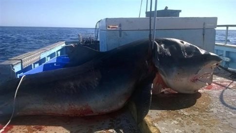 Αυστραλός ψαράς σκότωσε καρχαρία-τίγρη εξίμισι μέτρων (pic)