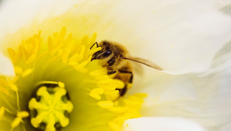 Απειλούν τις μέλισσες τα φυτοφάρμακα - Ποια η σωστή χρήση