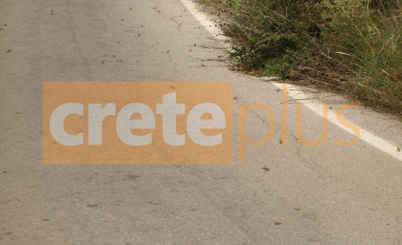 Θέμα CretePlus.gr: Έκαναν και φέτος την εμφάνιση τους οι ακρίδες- Εντονο το φαινόμενο στα Πηγαϊδάκια Μεσαράς (pics)