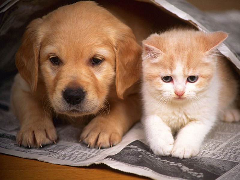 Αναζητουν τον «αρρωστημένο νου» που γάτες και σκύλους - Έκαναν μήνυση κατά αγνώστων 