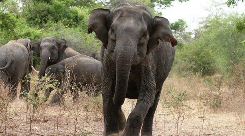 Μπαγκλαντές: Ποδοπατήθηκαν από ελέφαντες ενώ κοιμούνταν - Τέσσερις νεκροί