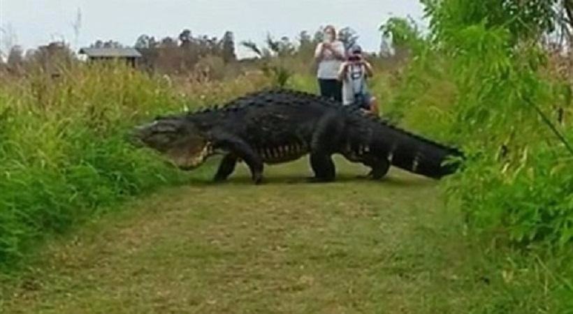 Αλιγάτορας - δεινόσαυρος βολτάρει στη Φλόριντα